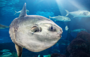 Maravilhas do Oceano: Animais Incríveis!